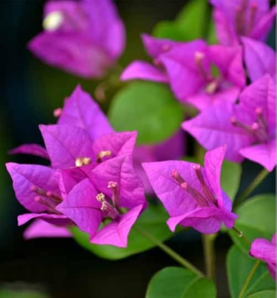 Bougainvillea Flower Seeds for Planting  Dark Violet, Stunning Garden Climber