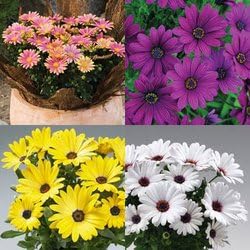 Mixed Osteospermum Flower seeds for Planting - Perfect for Borders, Heirloom & GMO Free Seeds for Home Garden
 
 Sale for planting in home garden.