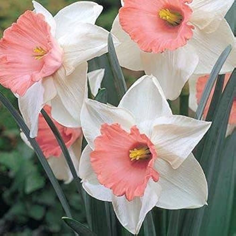 Pale Pink Narcissus Flower seeds for Planting - Shade Tolerant, Heirloom & GMO Free Seeds for Home Garden