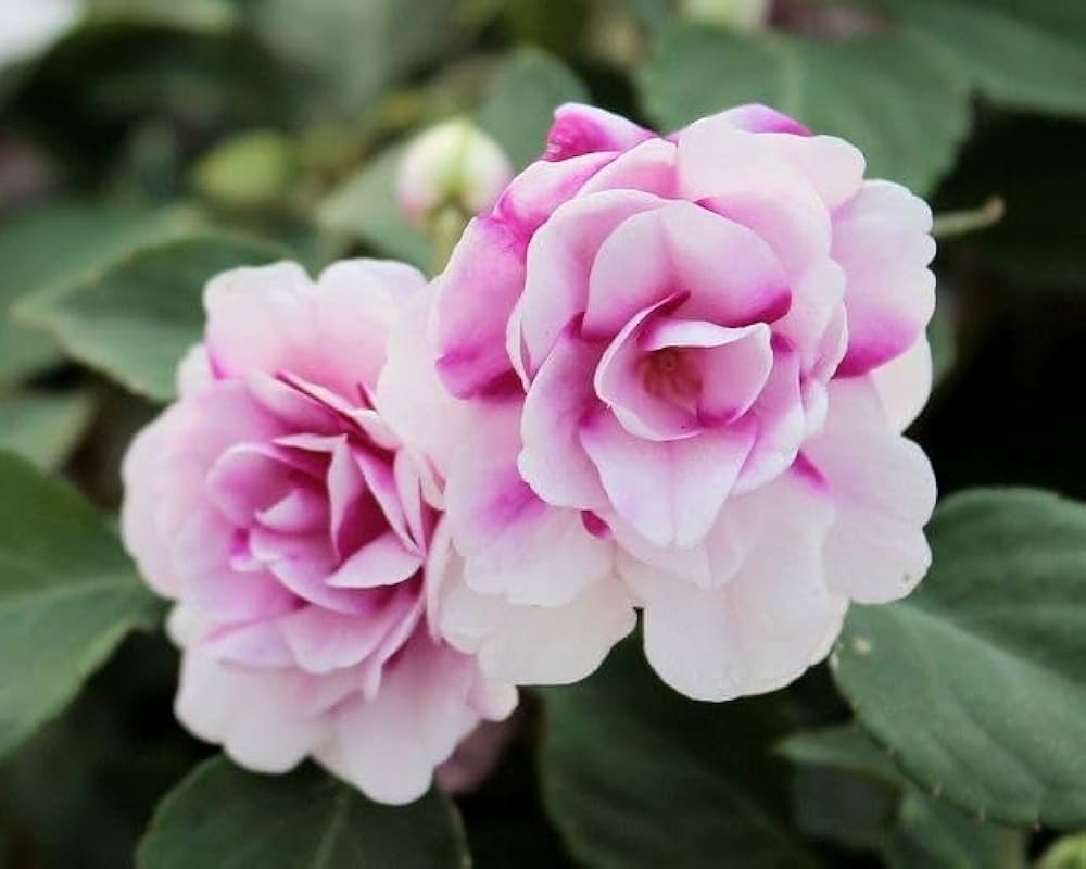 Violet White Geraniums Flower Seeds for Planting Shade Tolerant Heirloom & GMO Free Seeds for Home Garden
 
 Sale