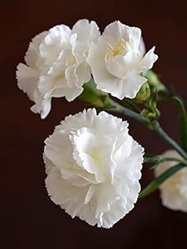 Caryophyllus Flower seeds for Planting - Sun Loving, Heirloom & GMO Free Seeds for Home Garden
 
 Sale for planting in home garden
