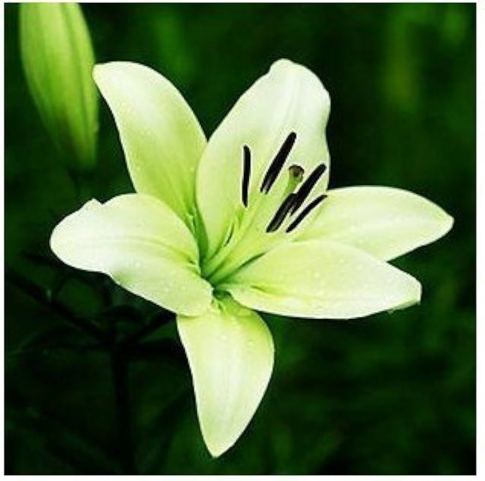 Perfume Lily Semi Flower Seeds Indoor System