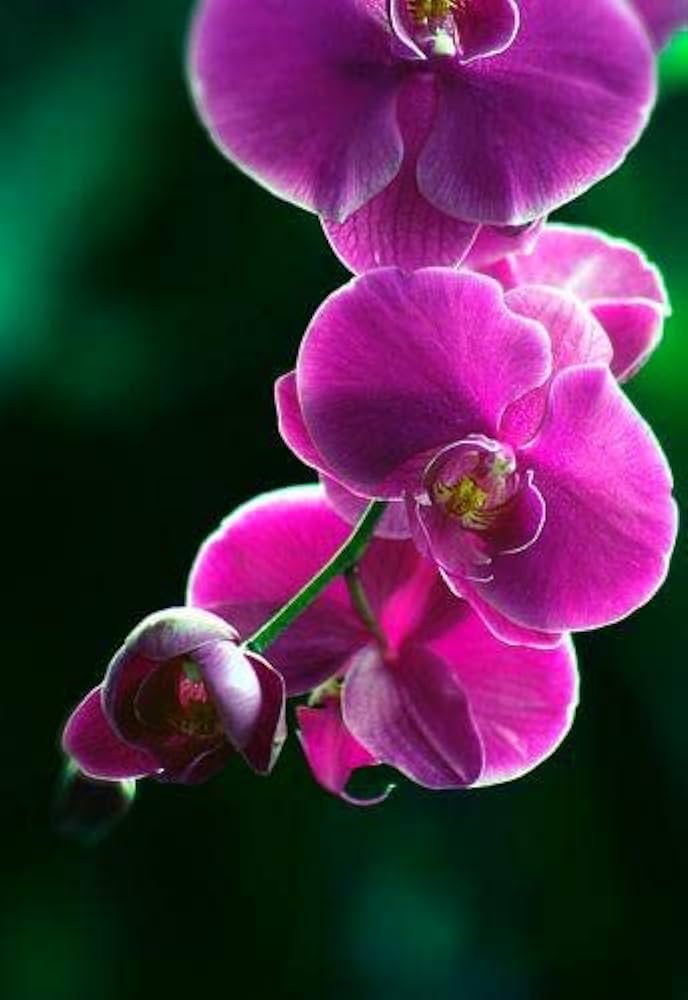 Purple Butterfly Orchid Flower seeds for Planting - Perfect for Borders, Heirloom & GMO Free Seeds for Home Garden