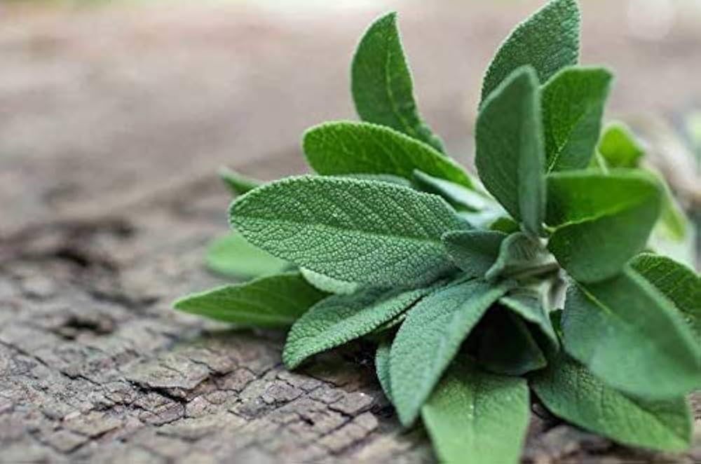 Sage Herb Seeds for Culinary and Medicinal Garden Use