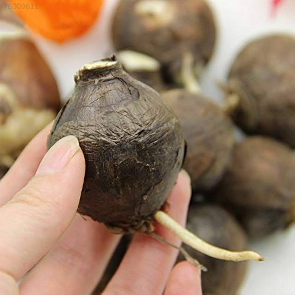 Yellow Sunrise Amaryllis Seeds for Planting - Gorgeous Blooms for Flower Bed & Urban Garden