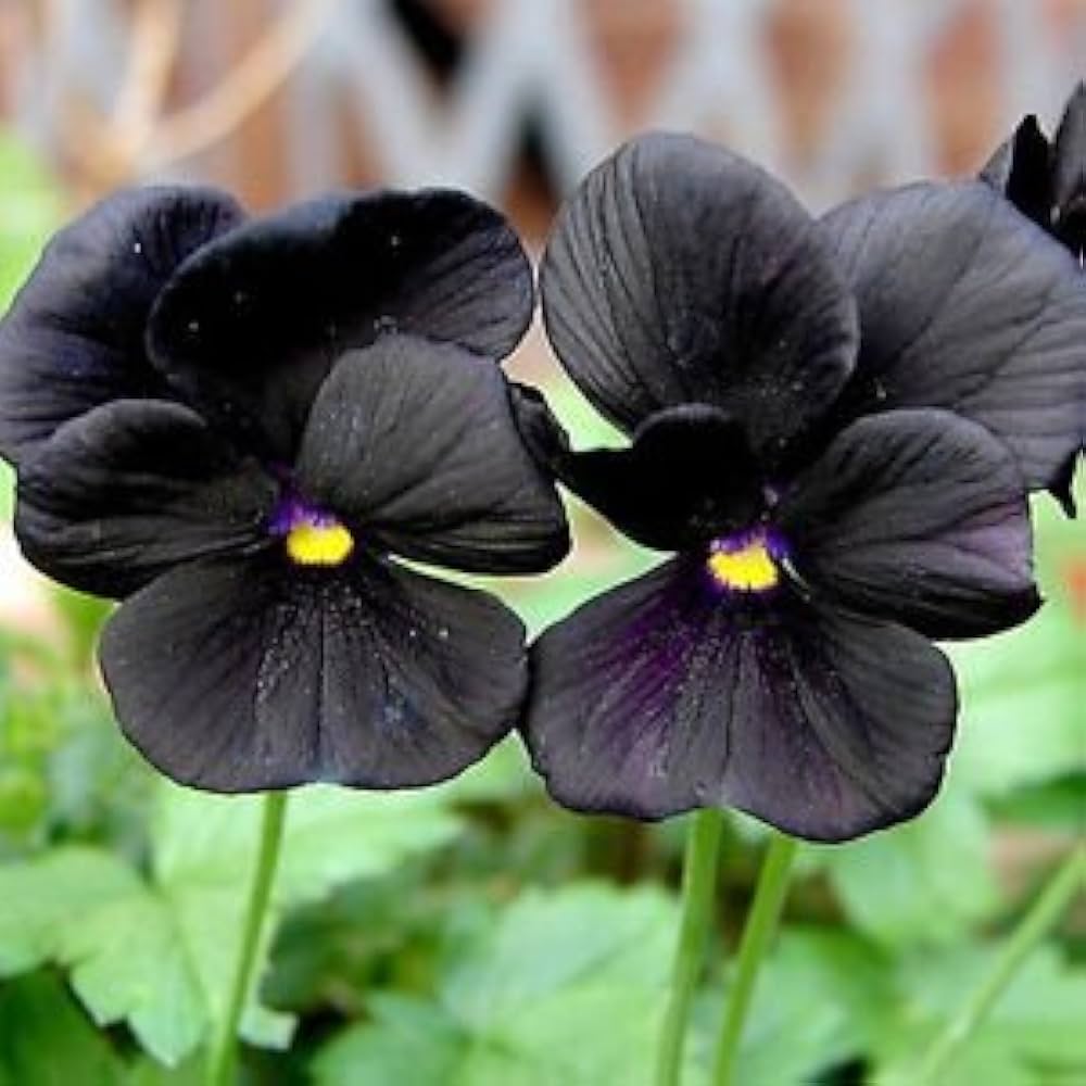Black Pansy Viola tricolor Seeds for planting in flower bed