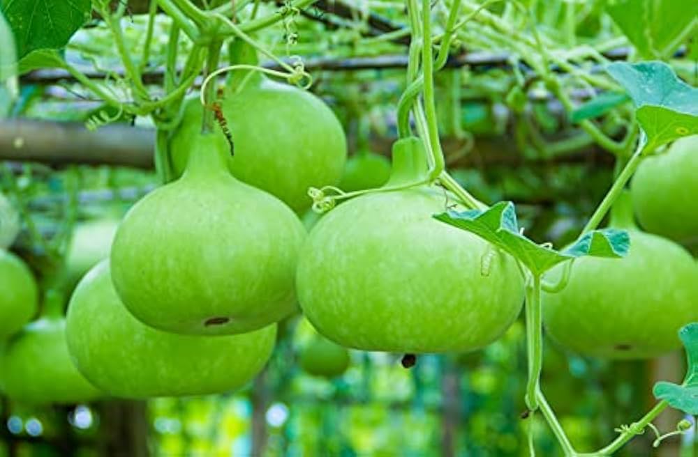 Round Bottle Gourd Vegetable Planting Seeds