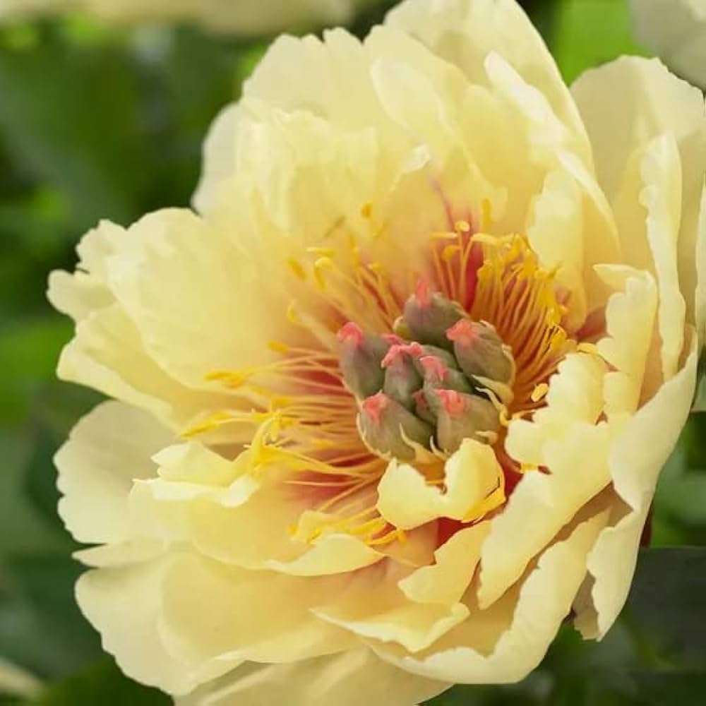Peony Paeonia officinalis Seeds for Planting in Flower Bed and Urban Garden
