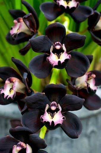 Black Dendrobium Flower seeds for Planting - Sun Loving, Heirloom & GMO Free Seeds for Home Garden