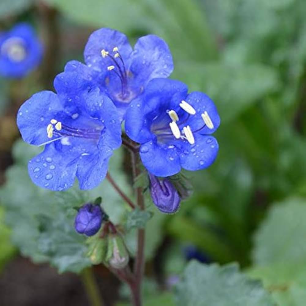 California Bluebell Flower seeds for Planting Colorful Display Heirloom & GMO Free Seeds for Home Garden