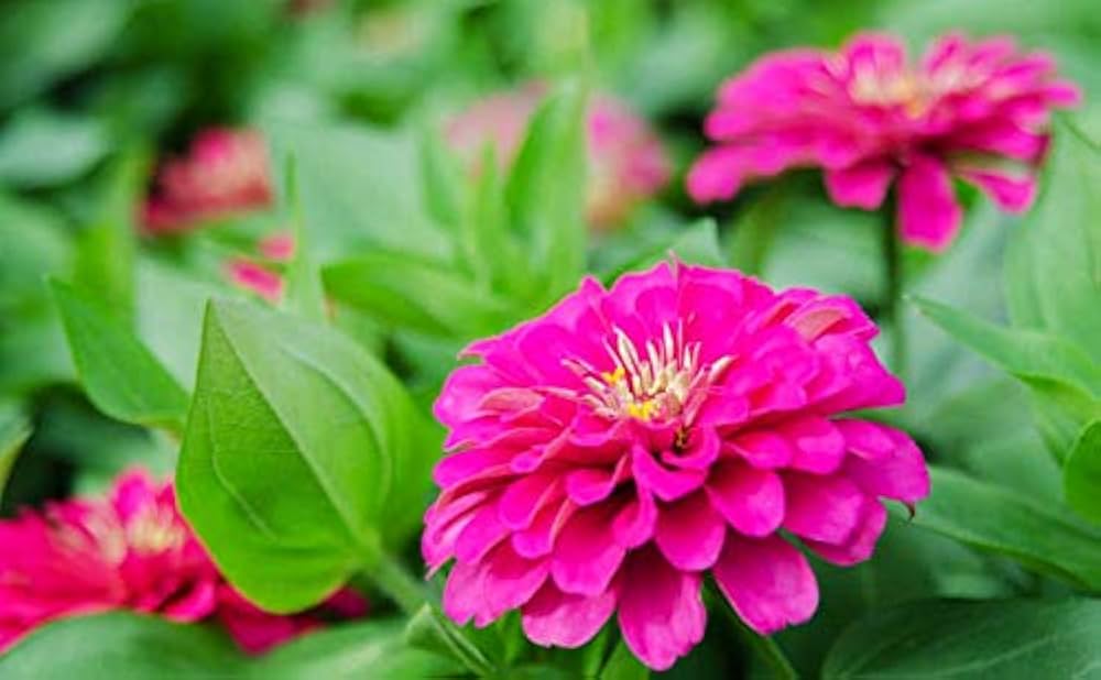 Elegans Flower seeds for Planting - Low Maintenance, Heirloom & GMO Free Seeds for Home Garden