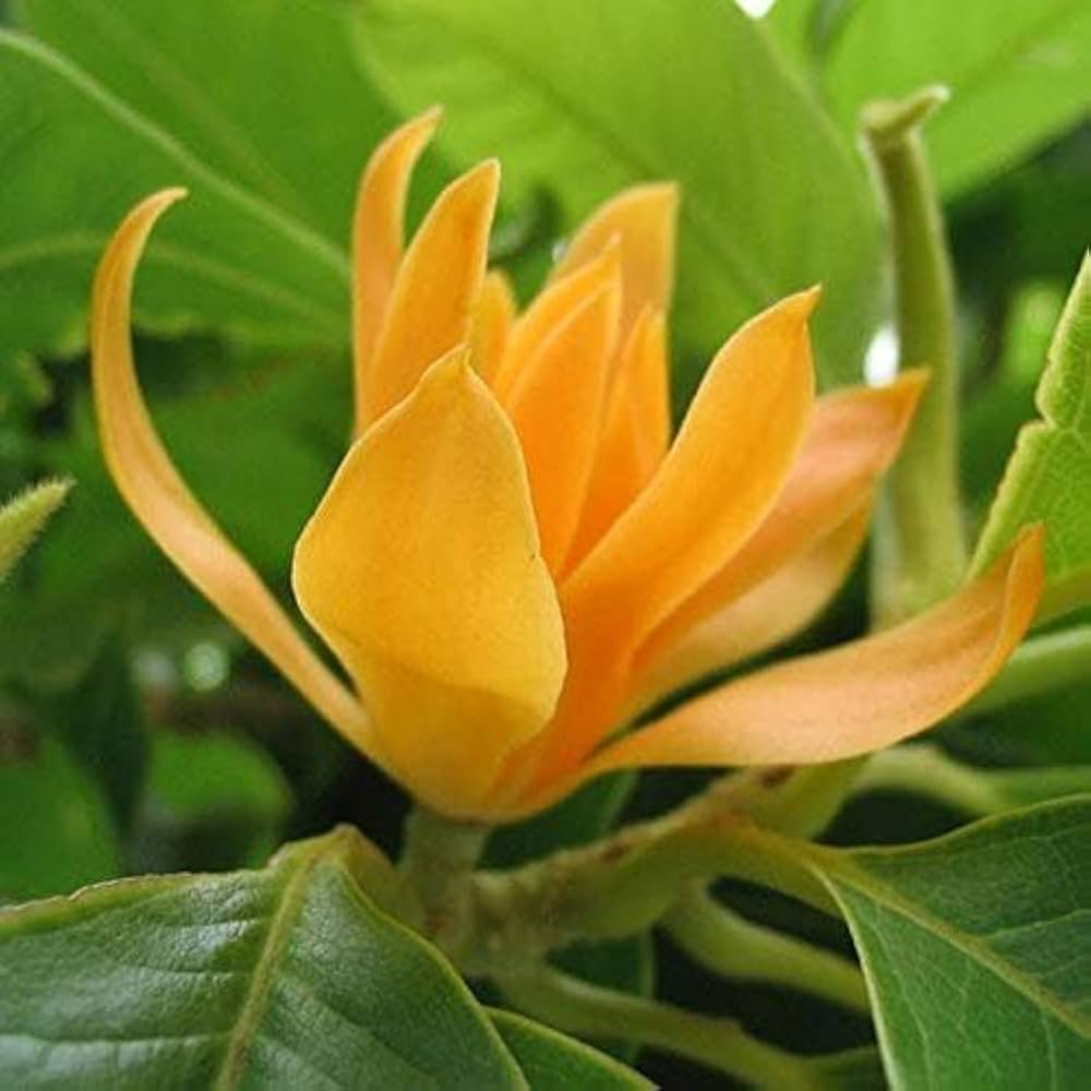 Magnolia Orange Flower Seeds – Beautiful, Orange Magnolias for Garden Displays