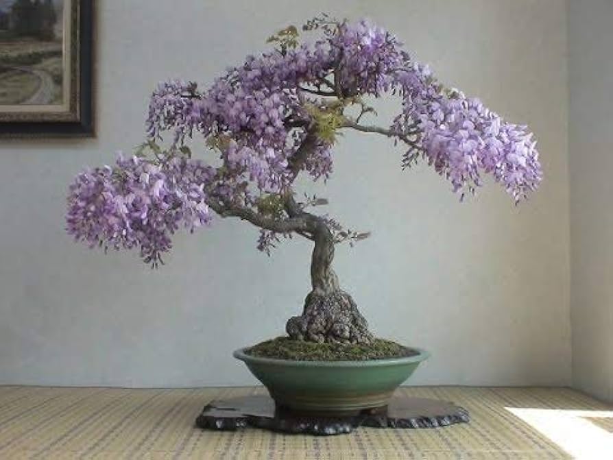 Chinese Blue Wisteria Bonsai Seed Pack – Elegant Purple Flowers