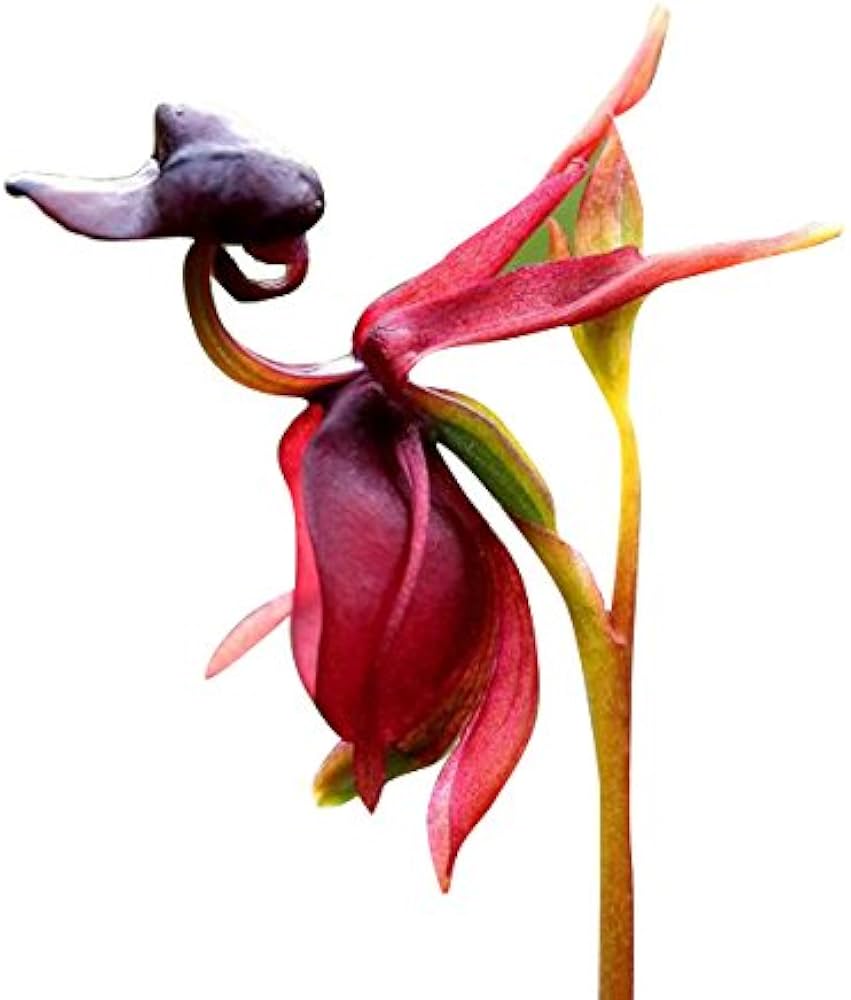Flying Duck Orchid Caleana major Seeds for Planting in Orchid Garden