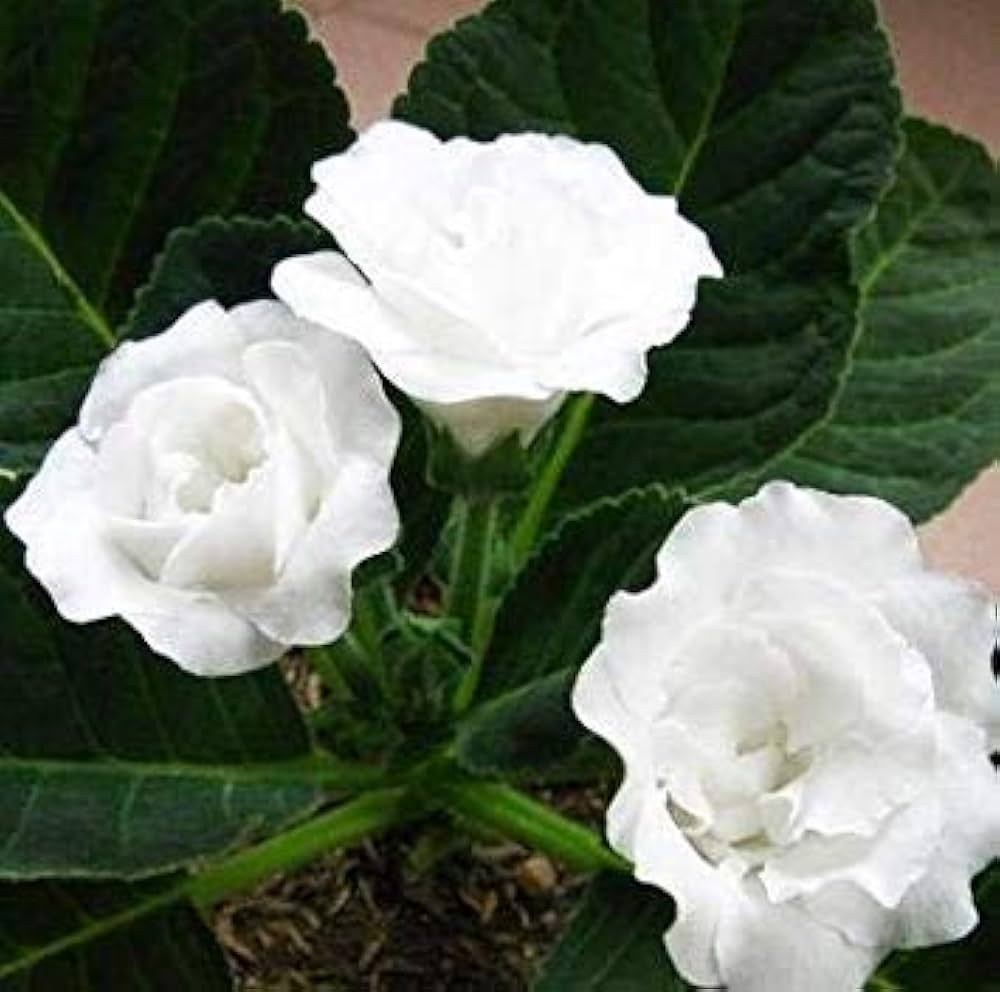 Gloxinia Seeds 9 Colors Available for Planting - Perfect for Flower Bed & Indoor Garden