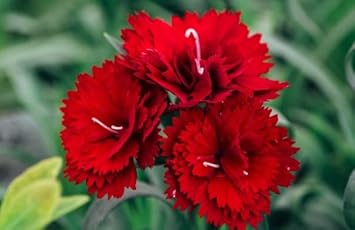 Red Gloxinia Flower Seeds Colorful Display Heirloom & GMO Free Seeds for Home Garden
 
 Sale for planting in home garden