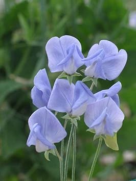Lavender Sweet Pea Flower seeds for Planting Versatile Use Heirloom & GMO Free Seeds For Home Garden 
 
 Sale for planting in home garden