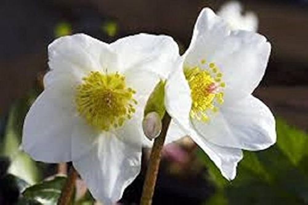 Helleborus Lenten Rose Flower Seeds