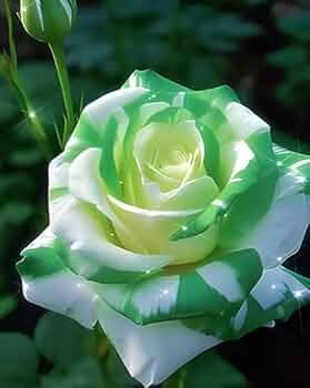 White Green Rose Flower Seeds for Planting – Heirloom, Non-GMO, Hardy Garden Variety Seeds