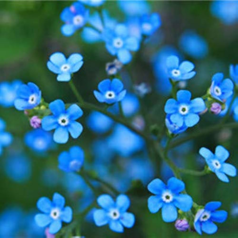 Mixed Myosotis Flower seeds for Planting - Sun Loving, Heirloom & GMO Free Seeds for Home Garden