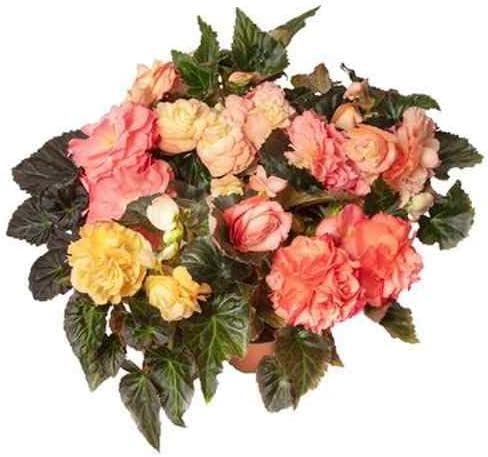 Begonia Mixed Flower Begonia spp. Seeds for Planting in Flower Bed & Home Garden
