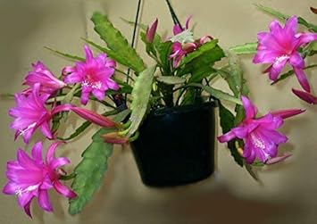 Pink Epiphyllum Flower seeds for Planting - Drought Tolerant, Heirloom & GMO Free Seeds for Home Garden
 
 Sale for planting in home garden