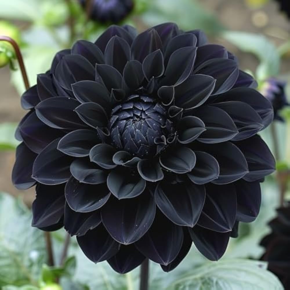 Carnation Black Flower seeds for Planting - Perfect for Borders, Heirloom & GMO Free Seeds for Home Garden