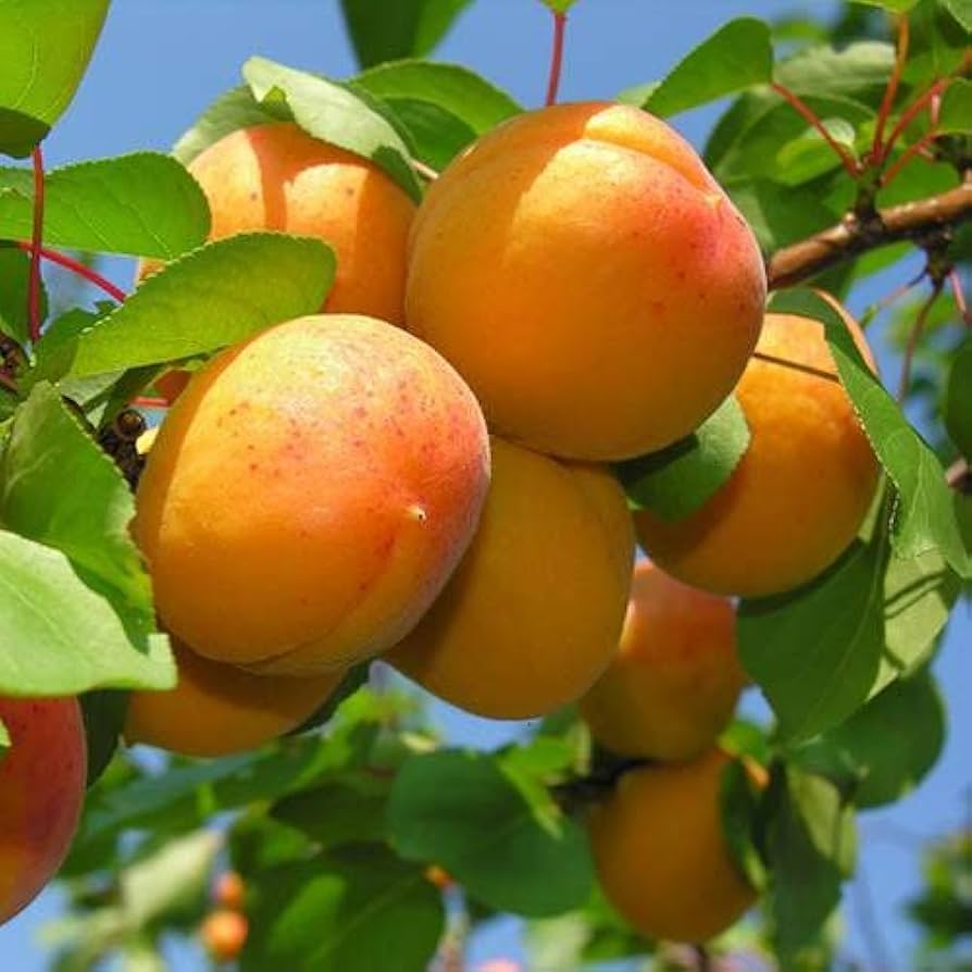 Peach Prunus persica Seeds for Planting flower bed vegetable patch