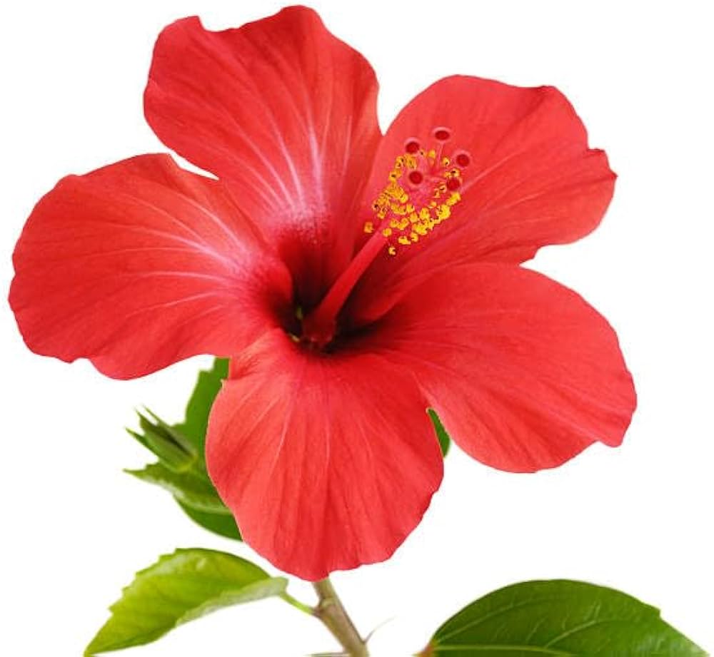 Hibiscus Seeds for Planting Hibiscus Rosa-Sinensis tropical flower bed border