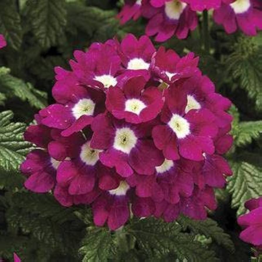 Verbena Hybrida Verbena spp. Seeds for Planting - Perfect for Flower Bed & Cottage Garden