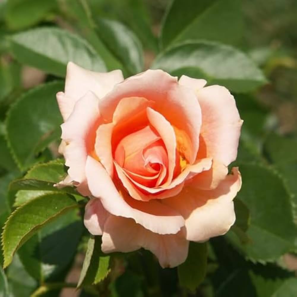 Pink Dawn Rose Flower seeds for Planting - Perfect for Borders, Heirloom & GMO Free Seeds for Home Garden