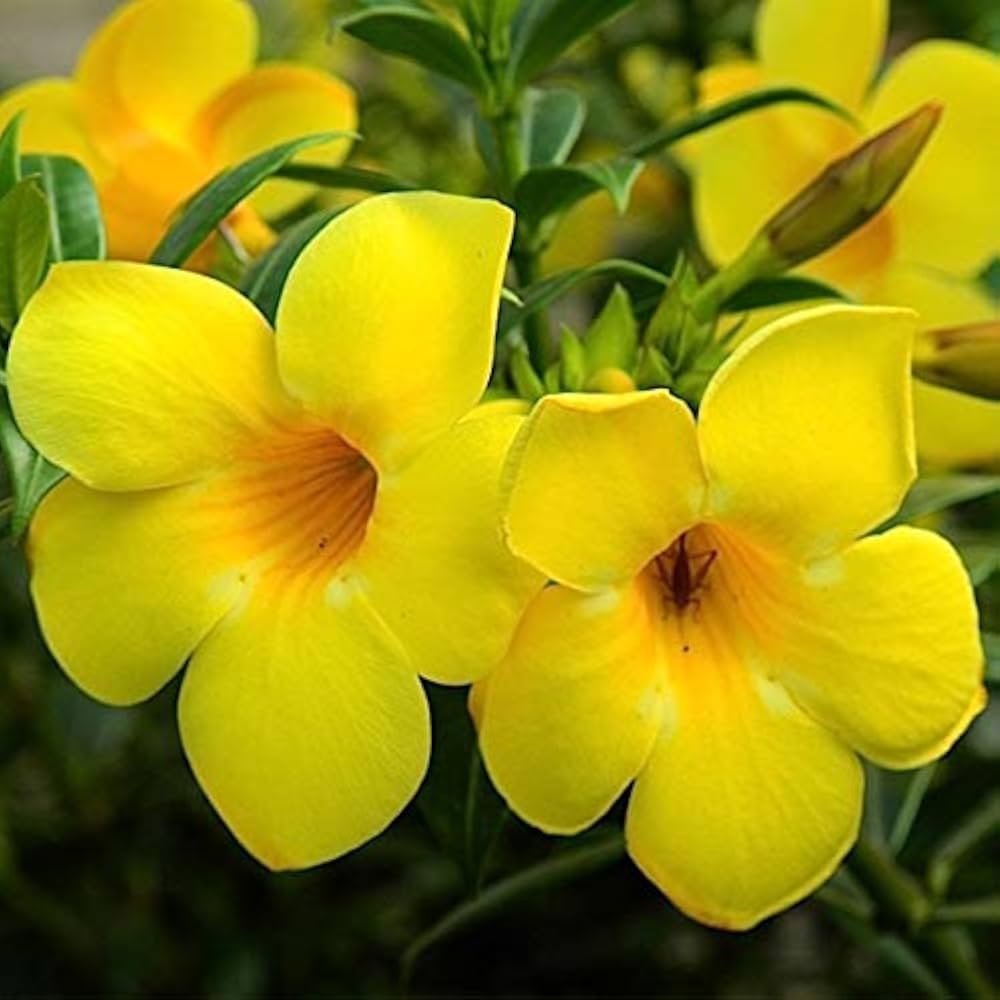 Yellow Beautiful Allamanda Flower Planting Seeds