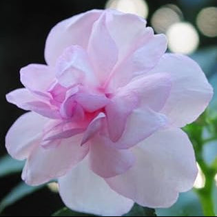 Pink Balsam Camellia Flower seeds for Planting - Low Maintenance, Heirloom & GMO Free Seeds for Home Garden
 
 Sale for planting in home garden.