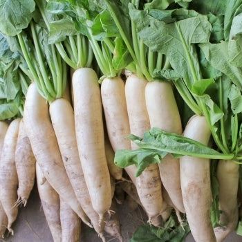 Radish Vegetable Seeds for Easy Planting for Planting, Premium Vegetable Seeds | Heirloom Non-GMO