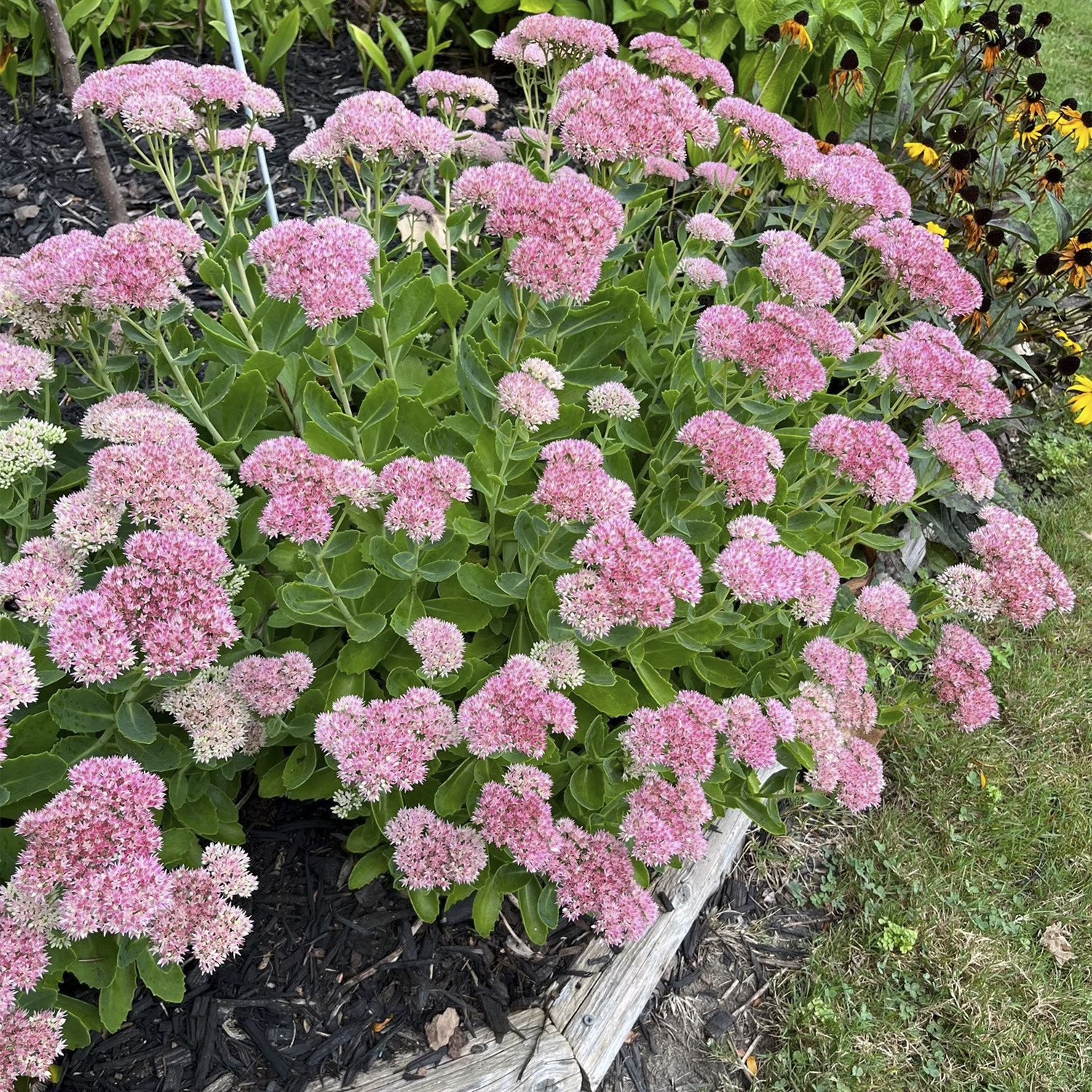 Sedum Emperors Flower seeds for Planting - Fragrant Blossoms, Heirloom & GMO Free Seeds for Home Garden
