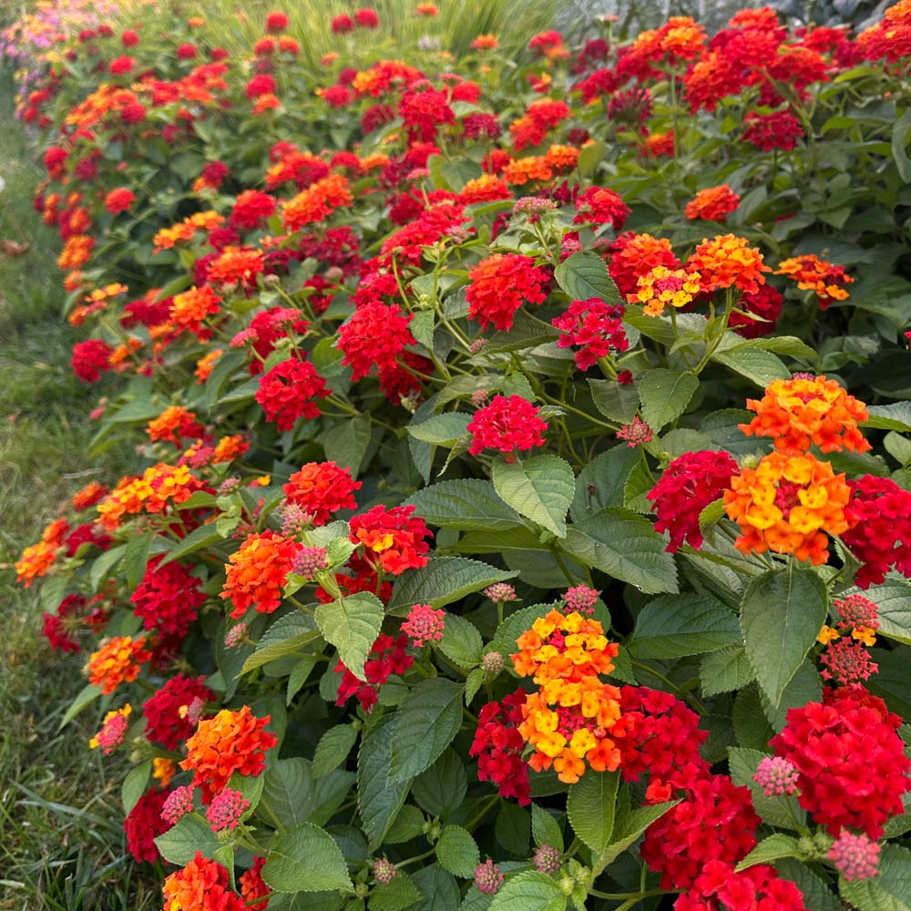 Pink Yellow Lantana Flower seeds for Planting - Wildflower Mix, Heirloom & GMO Free Seeds for Home Garden