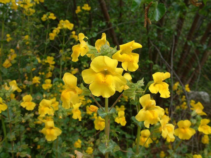 Yellow Mimulus Guttatus Flower seeds for Planting - Low Maintenance, Heirloom & GMO Free Seeds for Home Garden
