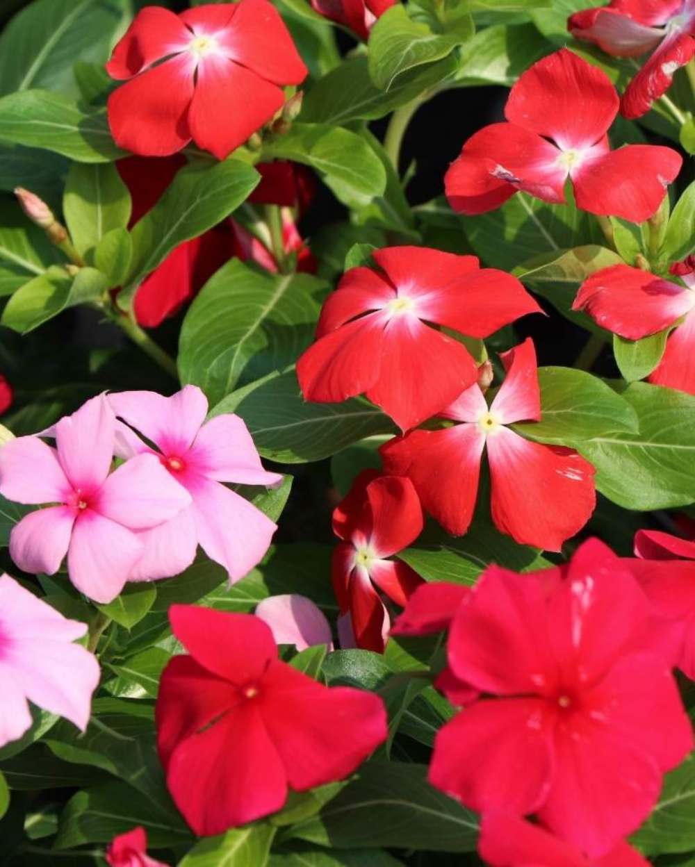 Linda Flower seeds for Planting Sun Loving Heirloom & GMO Free Seeds for Home Garden