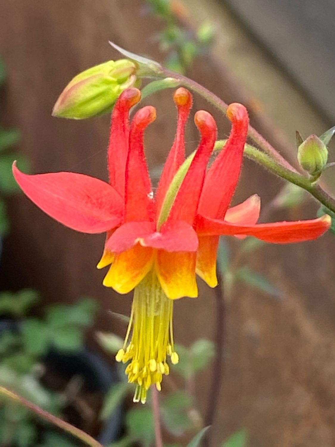 Red Aquilegia Canadensis Flower seeds for Planting - Perfect for Borders, Heirloom & GMO Free Seeds for Home Garden