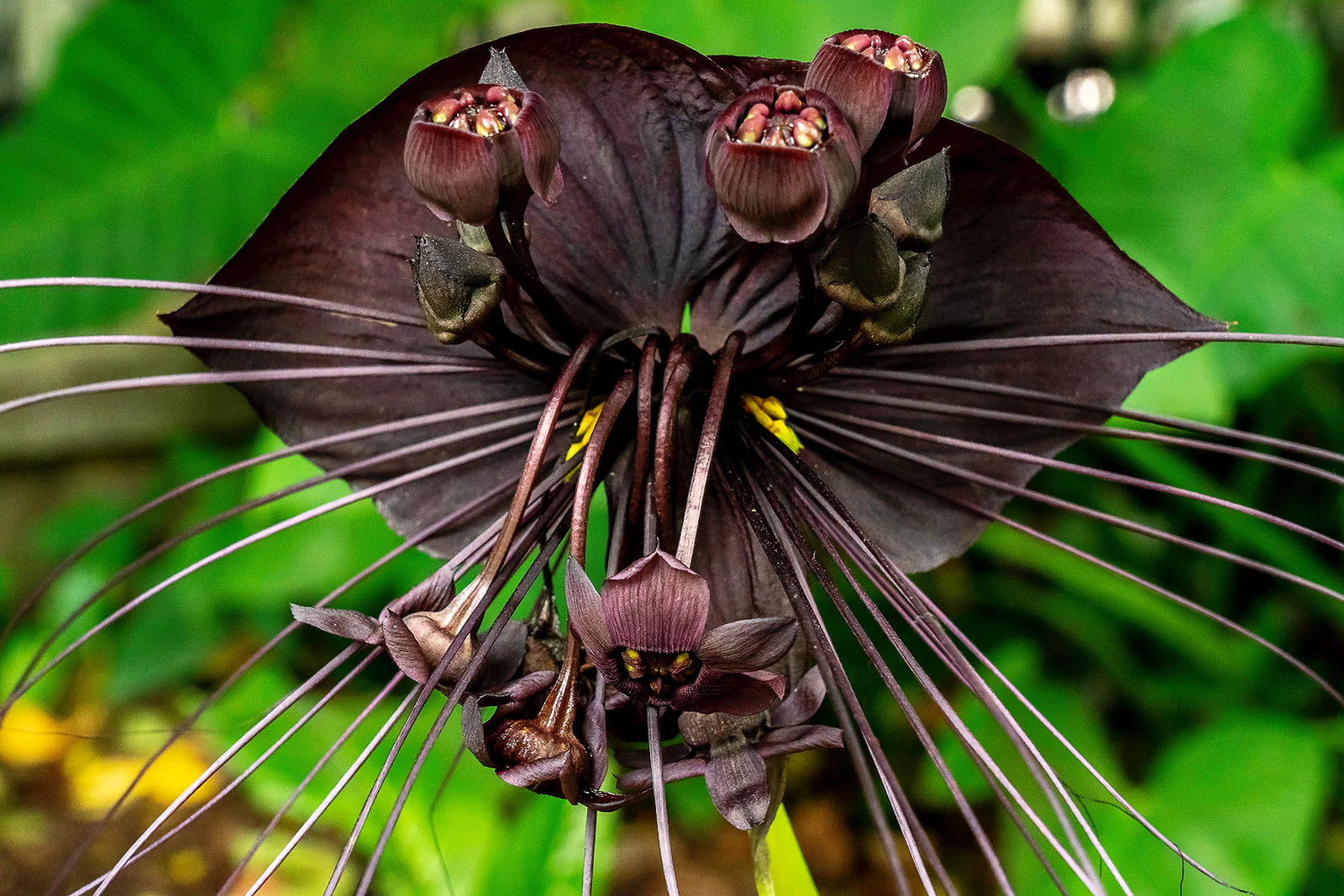 Butterfly Orchid Flower seeds for Planting - Fragrant Blossoms, Heirloom & GMO Free Seeds for Home Garden