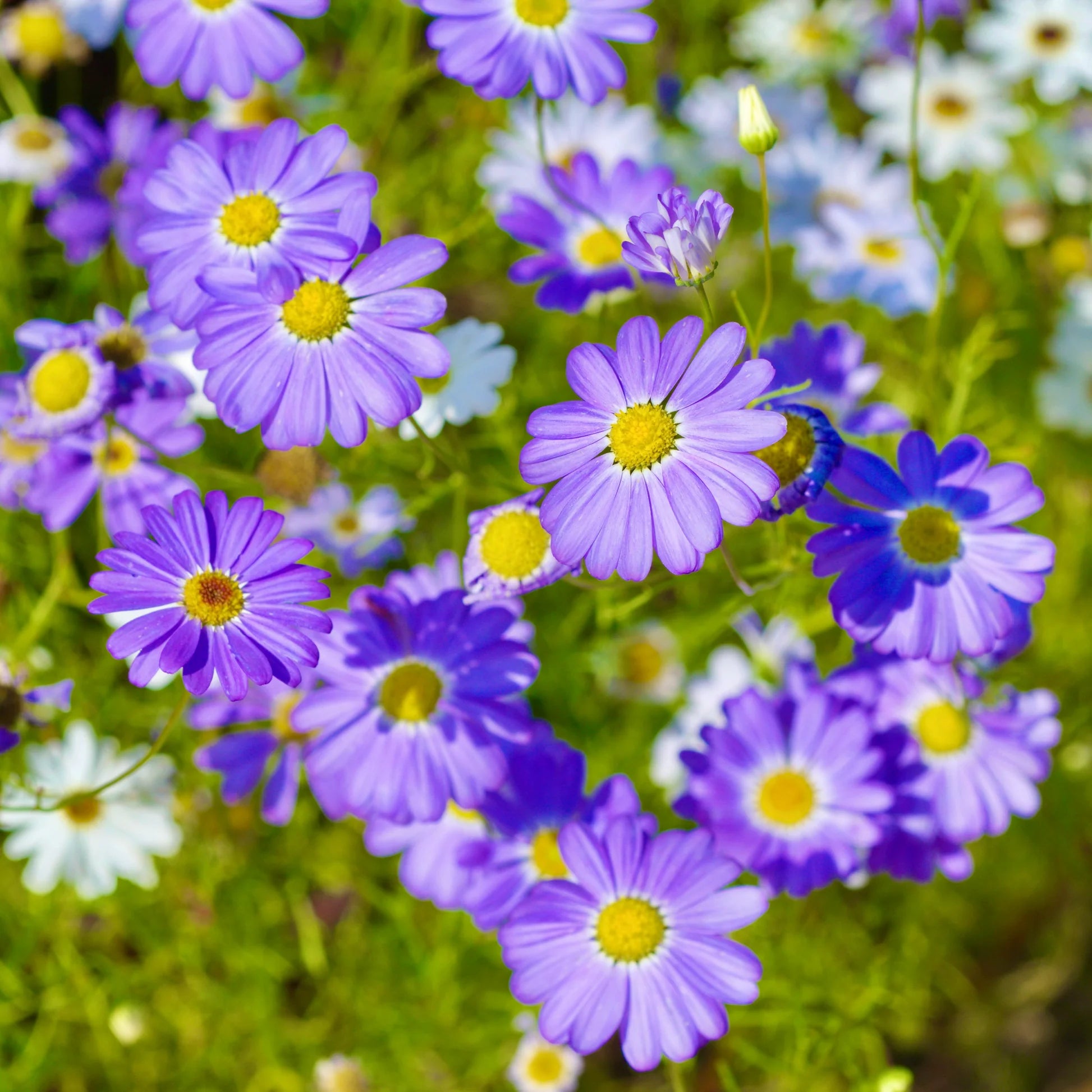 Purple Iberidifolia Flower seeds for Planting - Vibrant Colors, Heirloom & GMO Free Seeds for Home Garden