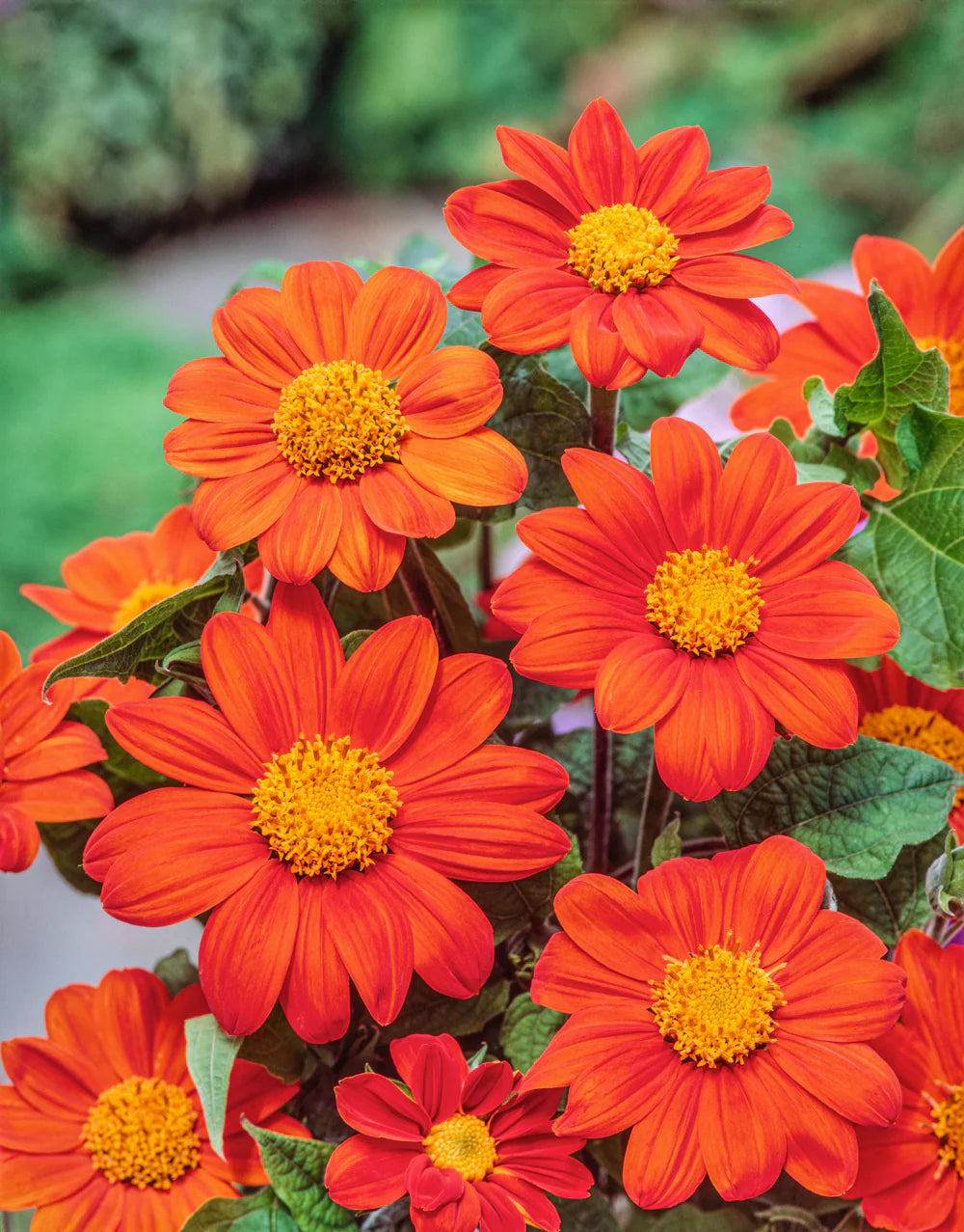 Orange Tithonia Speciosa Flower seeds for Planting - Perfect for Borders, Heirloom & GMO Free Seeds for Home Garden