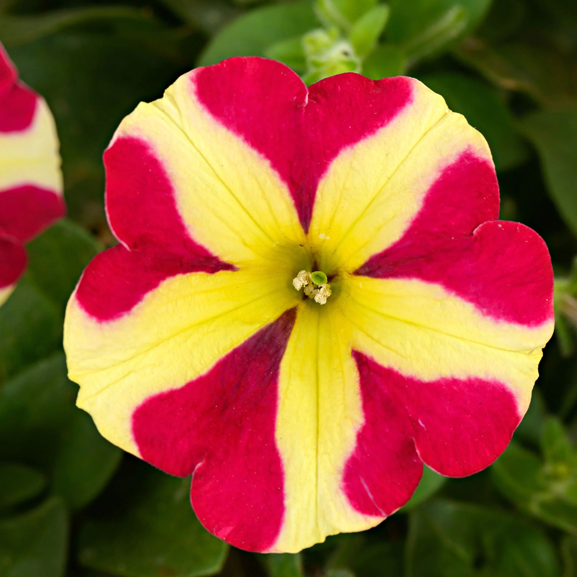 Red & Yellow Petunia Flower seeds for Planting - Pollinator Friendly, Heirloom & GMO Free Seeds for Home Garden