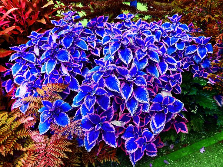 Coleus Blumei Flower seeds for Planting Cottage Garden Essential Heirloom & GMO Free Seeds for Home Garden