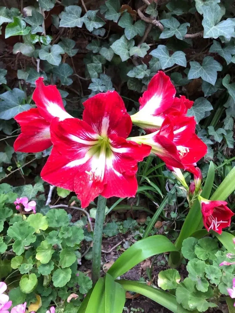 Maroon Hippeastrum Rutilum Flower seeds for Planting - Garden Favorite, Heirloom & GMO Free Seeds for Home Garden