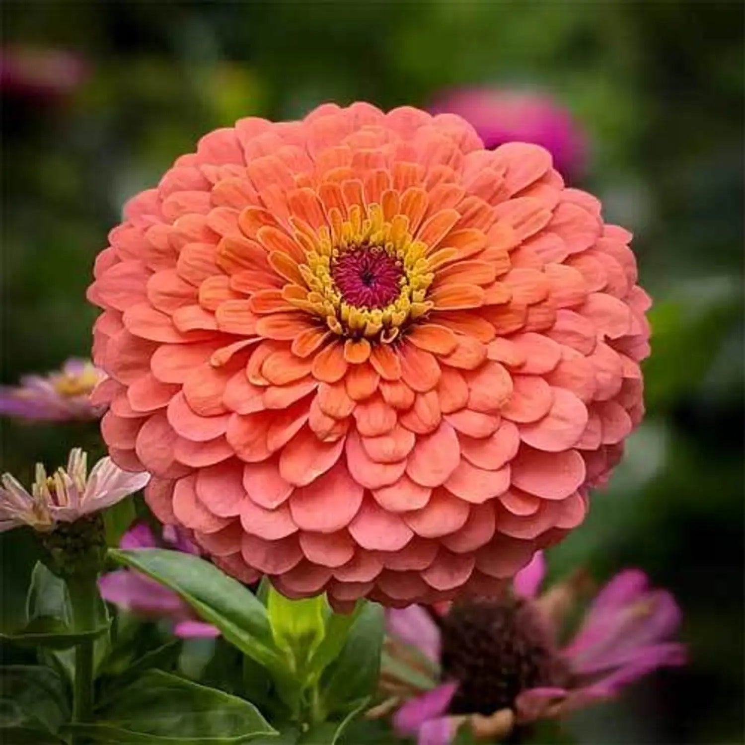 Lime Orange Zinnia Flower seeds for Planting - Compact Growth, Heirloom & GMO Free Seeds for Home Garden