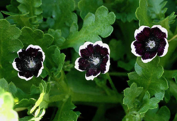 Black Menziesii Flower Seeds for Planting – Heirloom, Non-GMO, High Germination Border Garden Seeds