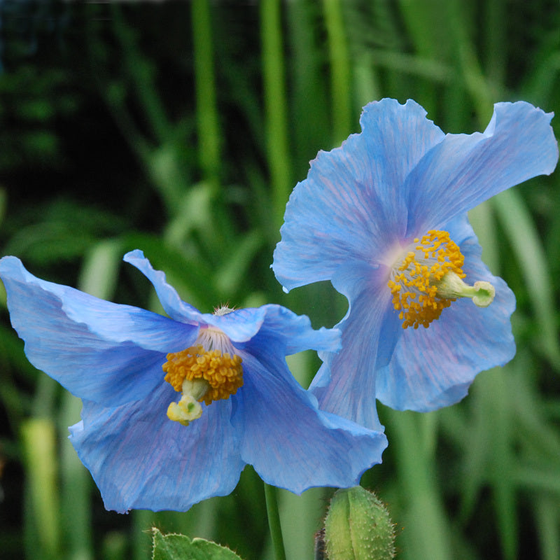 Premier Flower seeds for Planting - Seasonal Bloomer, Heirloom & GMO Free Seeds for Home Garden