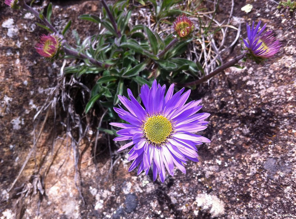Aster Alpin Flower seeds for Planting - Garden Favorite, Heirloom & GMO Free Seeds for Home Garden