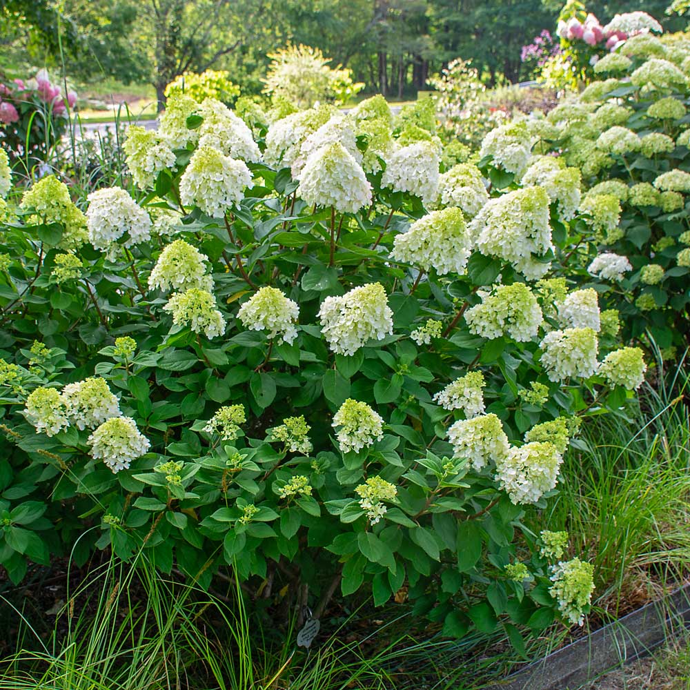 Little Lime Hydrangea Flower seeds for Planting - Shade Tolerant, Heirloom & GMO Free Seeds for Home Garden